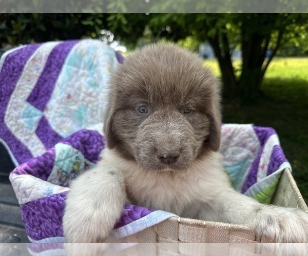 Medium Photo #9 Newfoundland Puppy For Sale in JACKSON, NJ, USA