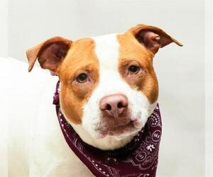 Mutt Dogs for adoption in Sanford, FL, USA