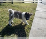 Small Photo #6 Akita Puppy For Sale in FONTANA, CA, USA
