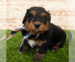 Small Photo #3 Miniature Bernedoodle Puppy For Sale in ARGYLE, IA, USA