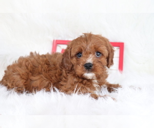 Cavapoo Puppy for sale in SHILOH, OH, USA