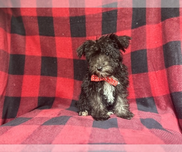 Medium Photo #7 Schnauzer (Miniature) Puppy For Sale in LAKELAND, FL, USA