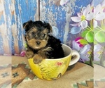 Small #4 Yorkshire Terrier