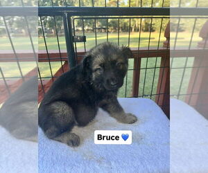 German Shepherd Dog-Unknown Mix Dogs for adoption in Brewster, NY, USA