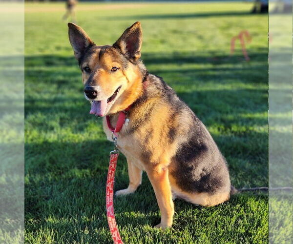 Medium Photo #2 German Shepherd Dog-Unknown Mix Puppy For Sale in Canton, CT, USA