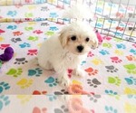 Small #5 Maltipoo (Toy)