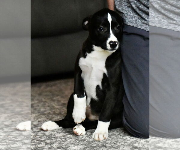 Medium Photo #2 American Bulldog-Labrador Retriever Mix Puppy For Sale in Mechanicsburg, PA, USA