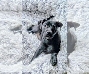 Mutt Dogs for adoption in Royal Palm Beach, FL, USA