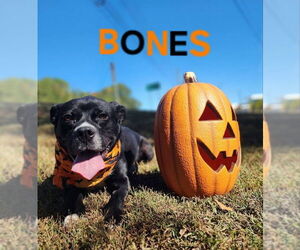 Labrador Retriever-Unknown Mix Dogs for adoption in McDonough, GA, USA