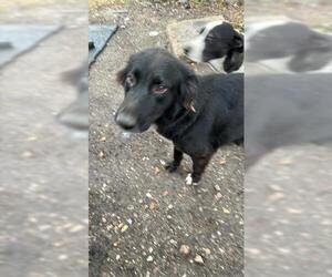 Labrador Retriever-Unknown Mix Dogs for adoption in Houston, TX, USA