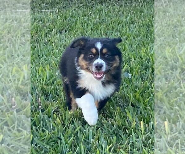 Medium Photo #2 Miniature Australian Shepherd Puppy For Sale in CLERMONT, FL, USA