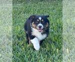 Small #1 Miniature Australian Shepherd