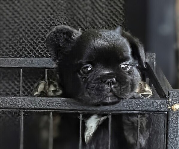 Medium Photo #1 French Bulldog Puppy For Sale in MOUNT JOY, PA, USA