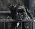 Puppy George French Bulldog