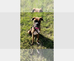 Boxer Dogs for adoption in Austin, TX, USA