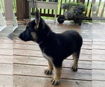 Small Photo #8 German Shepherd Dog Puppy For Sale in WOLFE CITY, TX, USA
