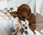 Small Photo #12 Goldendoodle Puppy For Sale in PLACERVILLE, CA, USA