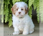 Small #4 Shih-Poo