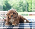 Small #3 Cavapoo (Miniature)