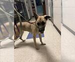 Small German Shepherd Dog-Great Dane Mix
