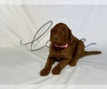 Small Photo #12 Goldendoodle Puppy For Sale in ABILENE, TX, USA