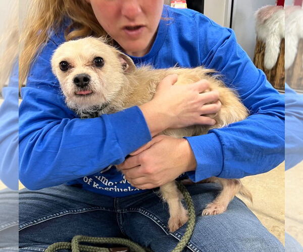 Medium Photo #1 Mutt Puppy For Sale in Pierceton , IN, USA