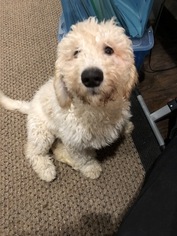 Goldendoodle Puppy for sale in ALGONQUIN, IL, USA
