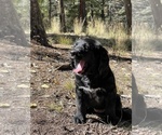 Small Photo #10 Bernese Mountain Dog-Labradoodle Mix Puppy For Sale in COLORADO SPRINGS, CO, USA