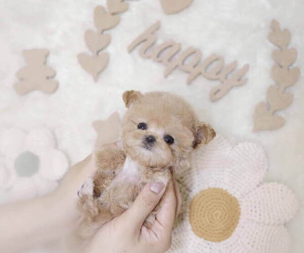 Medium Photo #5 Poodle (Toy) Puppy For Sale in Seoul, Seoul, Korea, South