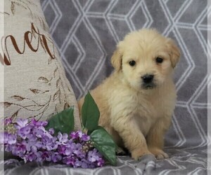 English Cream Golden Retriever-Golden Retriever Mix Puppy for sale in FREDERICKSBG, OH, USA