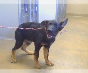 German Shepherd Dog Dogs for adoption in Sacramento, CA, USA