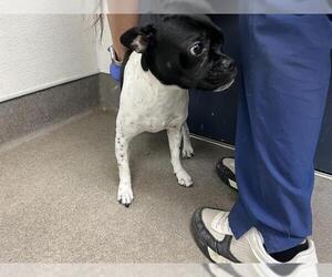 Faux Frenchbo Bulldog Dogs for adoption in HESPERIA, CA, USA