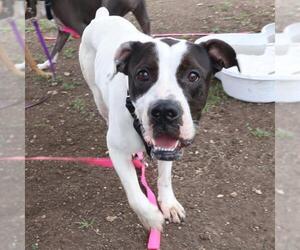 Boxer-Unknown Mix Dogs for adoption in San Antonio, TX, USA