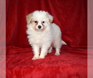 Pom-A-Poo Puppy for sale in BARNESVILLE, KS, USA