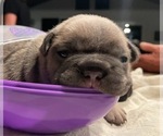 Puppy 3 French Bulldog
