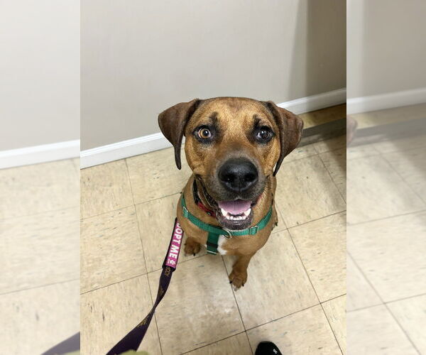 Medium Photo #1 Catahoula Leopard Dog-Unknown Mix Puppy For Sale in West Palm Beach, FL, USA