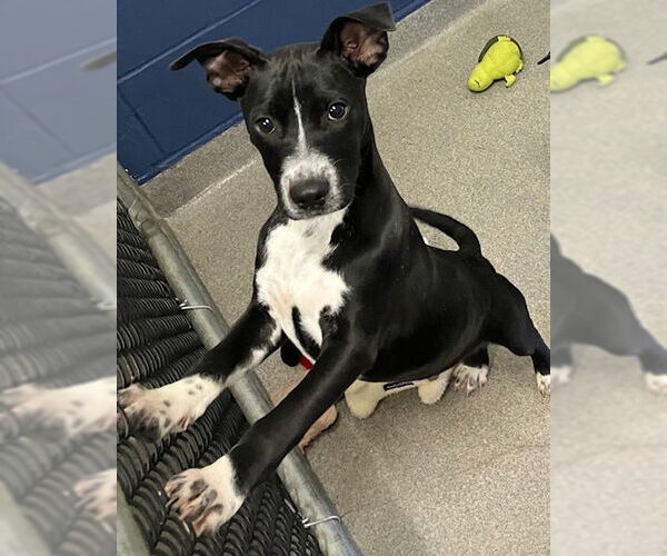 Medium Photo #1 Mutt Puppy For Sale in Sterling, MA, USA