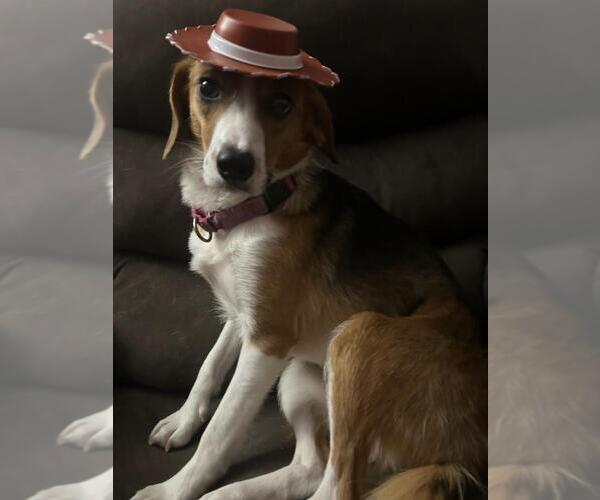 Medium Photo #5 Beagle-Unknown Mix Puppy For Sale in Wakefield, RI, USA