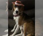 Small #4 Beagle Mix
