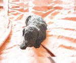 Small Photo #3 Goldendoodle Puppy For Sale in ASHEVILLE, NC, USA