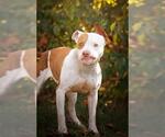 Small American Pit Bull Terrier
