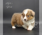 Small #9 Pembroke Welsh Corgi