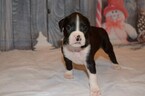 Small Photo #40 Boxer Puppy For Sale in CHILHOWEE, MO, USA