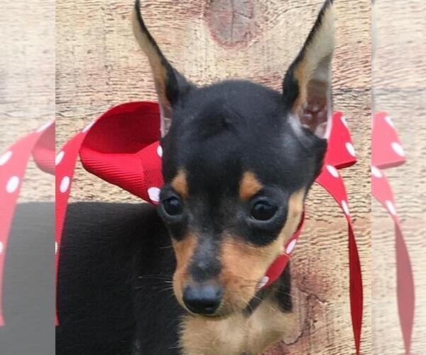Medium Photo #1 Miniature Pinscher Puppy For Sale in FOYIL, OK, USA
