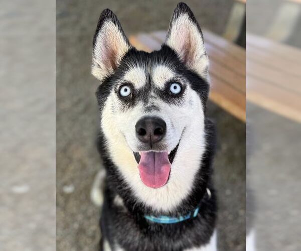 Medium Photo #3 Siberian Husky Puppy For Sale in Woodland, CA, USA