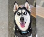 Small #2 Siberian Husky