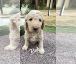 Puppy Puppy 2 Goldendoodle