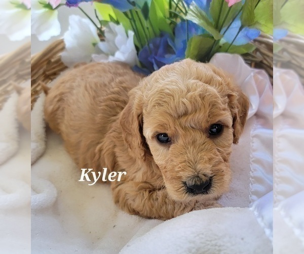 Medium Photo #4 Goldendoodle (Miniature) Puppy For Sale in REED CITY, MI, USA