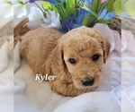 Small Photo #4 Goldendoodle (Miniature) Puppy For Sale in REED CITY, MI, USA