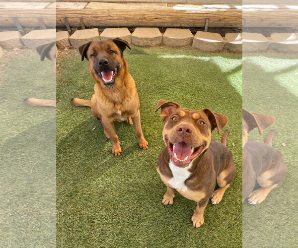 Medium Photo #4 Mutt Puppy For Sale in La Verne, CA, USA